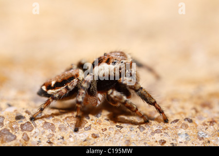 Zodariidae (Evarcha falcata,), des femmes, Bavaria, Germany, Europe Banque D'Images