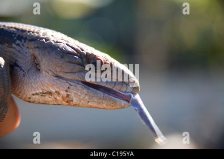 Gros plan d'un skink à tonalités bleues (Tiliqua) sortant sa langue bleue à la lumière naturelle Banque D'Images