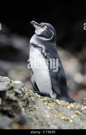 Îles Galápagos (Spheniscus mendiculus), l'île de Bartolomé, Galapagos, Equateur, Amérique du Sud Banque D'Images