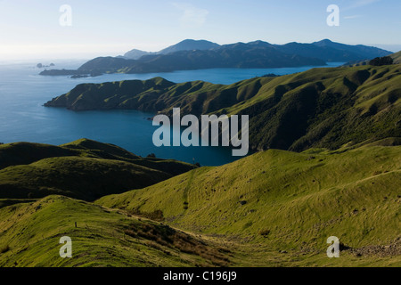 Paysage verdoyant de collines dans la région de Marlborough Sounds, Okuri Bay, Marlborough, île du Sud, Nouvelle-Zélande Banque D'Images