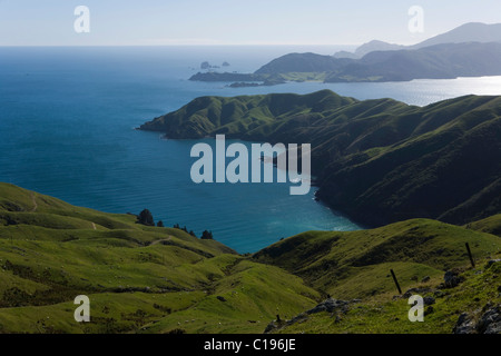 Paysage verdoyant de collines dans la région de Marlborough Sounds, Okuri Bay, Marlborough, île du Sud, Nouvelle-Zélande Banque D'Images