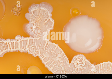 Les colonies de bactéries Bacillus subtilis principalement (probablement) de mains sales sur malt gélosé en culture dans une boîte de pétri. Macro. Banque D'Images