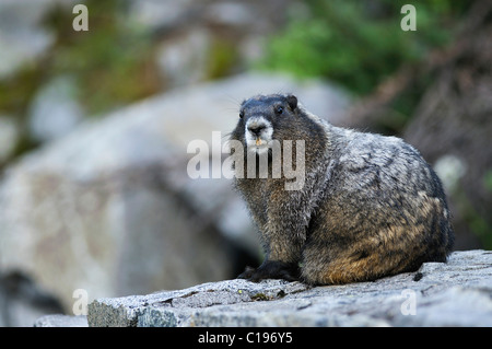 À ventre jaune (Marmota flaviventris) sur un rocher, Mount Rainier National Park, Washington, USA, Amérique du Nord Banque D'Images