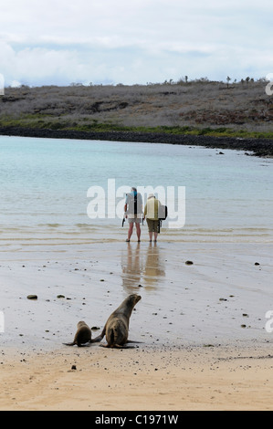 Les Lions de mer des Galápagos en regardant les touristes, l'île de Floreana, Galapagos, Equateur, Amérique du Sud Banque D'Images