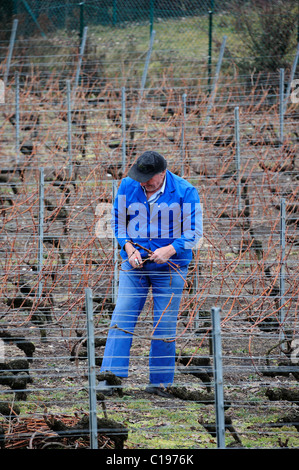 Un agriculteur dans sa vigne, taille sa vigne en février, en préparation pour la prochaine saison de croissance. Banque D'Images