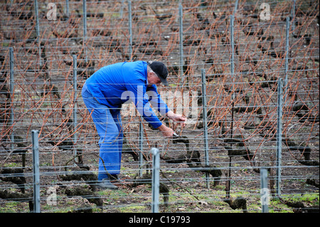 Un agriculteur dans sa vigne, taille sa vigne en février, en préparation pour la prochaine saison de croissance. Banque D'Images