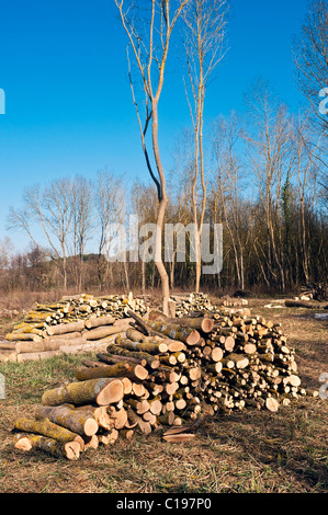 Grumes peuplier empilés pour bois de chauffage - France. Banque D'Images