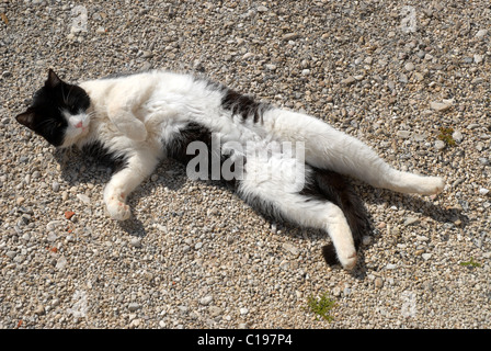 Black & White tom cat le soleil sur la route Banque D'Images