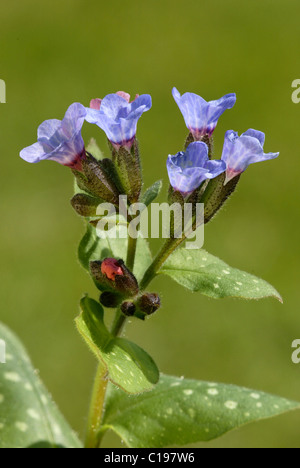 Pulmonaire officinale (Pulmonaria officinalis floraison) Banque D'Images