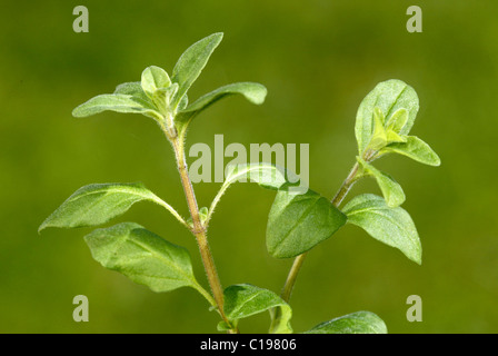 La marjolaine (Origanum majorana), feuilles, Heddesheim, Allemagne Banque D'Images