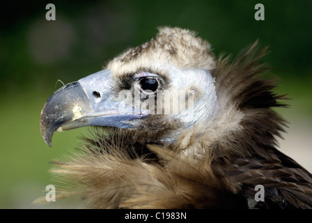 Urubu noir eurasien, vautour moine, ou Cinereous Vulture (Platycnemis monachus) adulte, Europe Banque D'Images