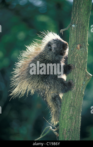 Porc-épic d'Amérique du Nord ou du Canada ou de porc-épic commun (Erethizon dorsatum), les jeunes escalade un arbre Banque D'Images