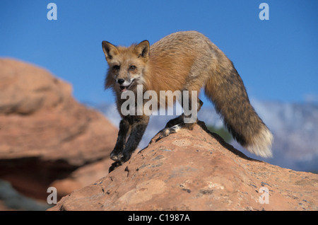 Red Fox (Vulpes fulva), mâle adulte, debout sur un bolder, Utah, USA Banque D'Images