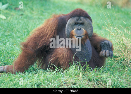 Orang-outan (Pongo pygmaeus), adulte, portrait, trouvé en Asie Banque D'Images