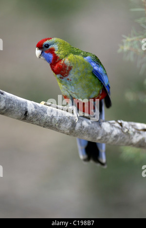 La Crimson Rosella (Platycercus elegans), coloration incomplète, de l'Australie Banque D'Images