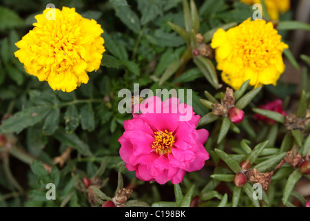 Fleurs de mousse-rose pourpier ou Moss-rose (Portulaca grandiflora) et Marygold (Tagetes spec.) Banque D'Images