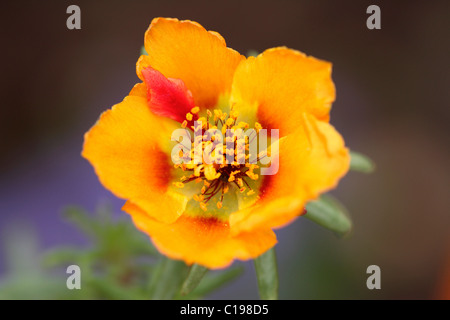 Rose-Moss Moss ou pourpier Portulaca grandiflora (rose), fleur, Allemagne Banque D'Images