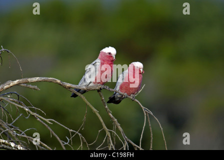 Elophus roseicapillus cacatoès rosalbin (adultes), l'Australie paire Banque D'Images