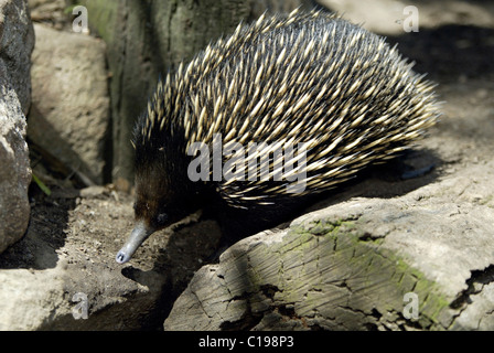 Échidné à nez court (Tachyglossus aculeatus), l'Australie, marche adultes Banque D'Images