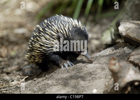 Échidné à nez court (Tachyglossus aculeatus), l'Australie, marche adultes Banque D'Images