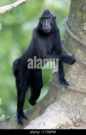 Macaque à crête à crête de Célèbes ou noir (nigra), adulte, originaire de Bornéo, Célèbes Banque D'Images