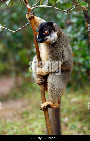 Lémurien brun commun (Eulemur fulvus), mâle adulte sur un arbre, Madagascar, Afrique Banque D'Images