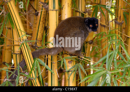 Lémurien brun commun (Eulemur fulvus), mâle adulte sur un arbre, Madagascar, Afrique Banque D'Images