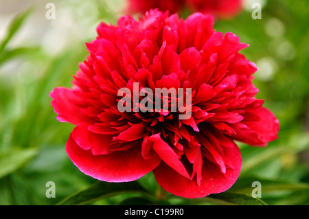 Fleur d'un rouge pivoine (Paeonia officinal), Erlangen, Middle Franconia, Bavaria, Germany, Europe Banque D'Images