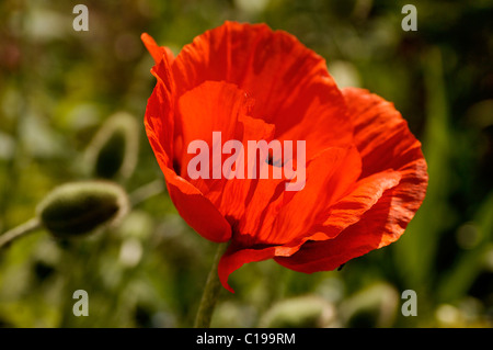 Le Rouge Pavot d'Orient (Papaver orientale), oranger, Eckental, Middle Franconia, Bavaria, Germany, Europe Banque D'Images