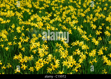 Prairie de jonquilles sauvages jaune (Narcissus pseudonarcissus) Banque D'Images