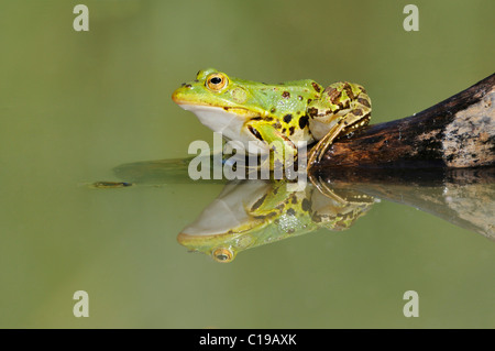 Pelophylax kl ( grenouille comestible. esculentus) et de réflexion Banque D'Images