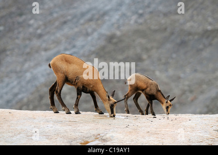 Chamois (Rupicapra rupicapra) avec les jeunes de lécher les minéraux Banque D'Images