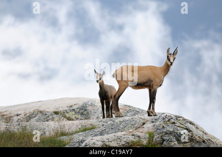 Chamois (Rupicapra rupicapra) avec de jeunes Banque D'Images