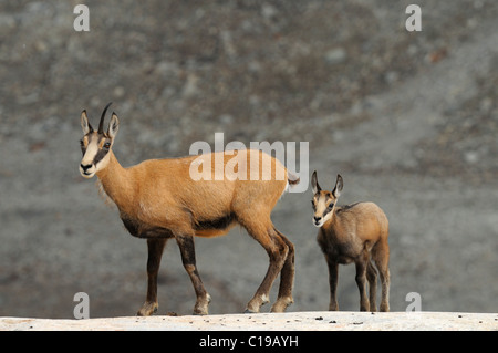 Chamois (Rupicapra rupicapra) avec de jeunes Banque D'Images