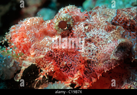 Scorpionfish (Scorpaenopsis barbata barbu), Red Sea, Egypt, Africa Banque D'Images