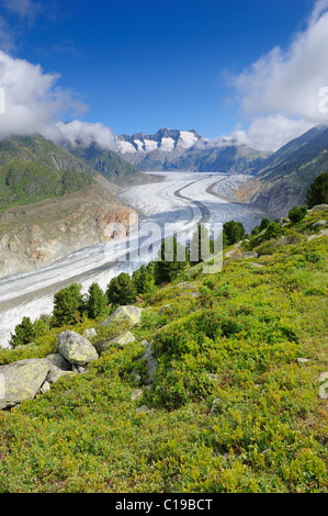 Grand Glacier d'Aletsch, le coeur de la Site du patrimoine mondial de l'UNESCO Jungfrau-Aletsch-Bietschhorn, Conthey, Valais, Suisse Banque D'Images