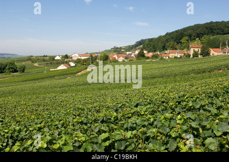 Maisons et vignes, Chatillon sur Marne, Champagne, France, Europe Banque D'Images