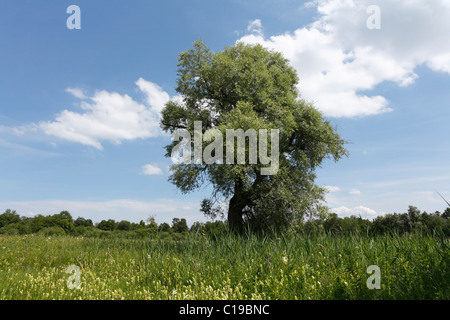 Le saule blanc (Salix alba) dans les marais près de Prien, Chiemgau, Upper Bavaria, Germany, Europe Banque D'Images