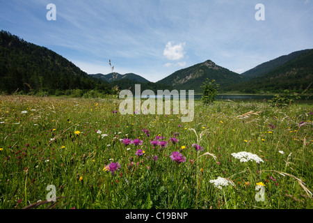 Plus de centaurée maculée (Centaurea scabiosa) dans un pré au lac Weitsee, Alpes de Chiemgau, Bavaria, Germany, Europe Banque D'Images