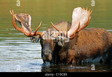 L'orignal ou l'Élan (Alces alces) debout dans l'eau, le parc national Denali, Alaska, USA Banque D'Images