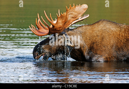 L'orignal ou l'Élan (Alces alces) debout dans l'eau, le parc national Denali, Alaska, USA Banque D'Images