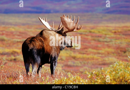 L'orignal ou l'Élan (Alces alces) dans le parc national Denali, Alaska, USA Banque D'Images