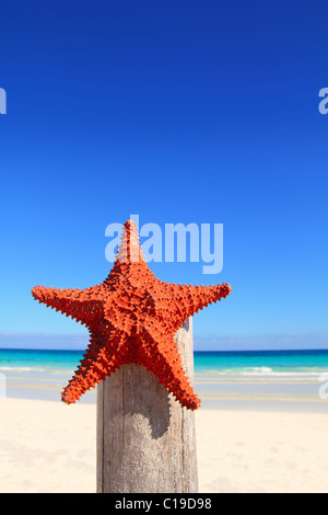 Belle étoile de mer des Caraïbes sur la plage pôle bois Banque D'Images