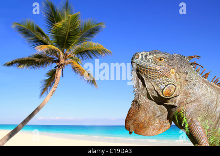 Iguane mexicain dans la plage des Caraïbes tropical coconut palm tree Banque D'Images