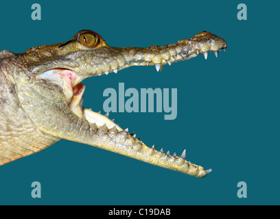 Face portrait crocodile détail macro isolé sur fond bleu Banque D'Images