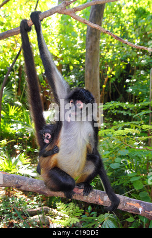 Ateles geoffroyi vellerosus singe-araignée Amérique Centrale la mère et l'enfant Banque D'Images