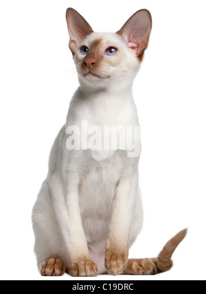 Chaton siamois, âgé de 5 mois, in front of white background Banque D'Images