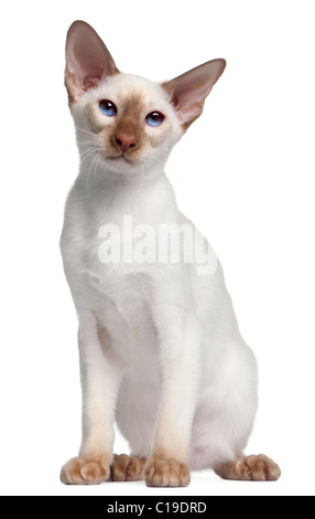 Chaton siamois, âgé de 5 mois, in front of white background Banque D'Images