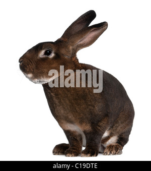 Lapin Rex Castor in front of white background Banque D'Images