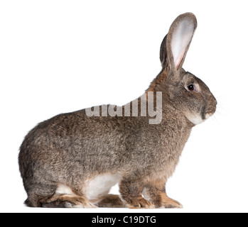 Lapin géant flamand in front of white background Banque D'Images